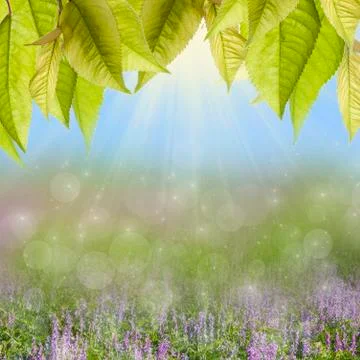 Summer background. Stock Photos