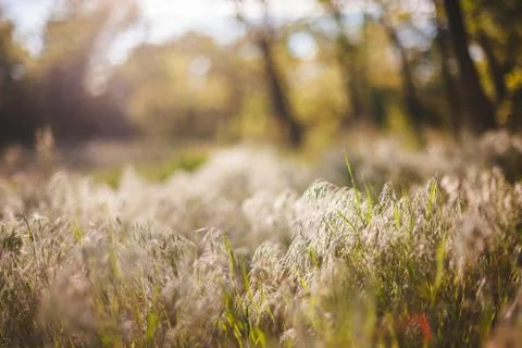 Summer background Stock Photos