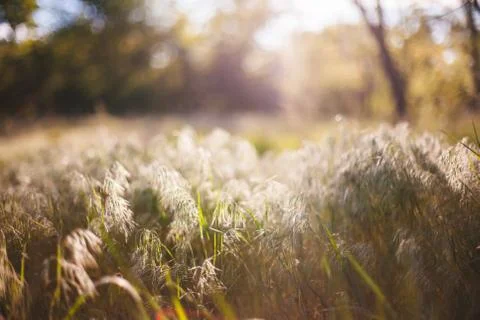 Summer background Stock Photos