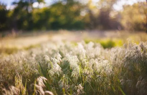 Summer background Stock Photos