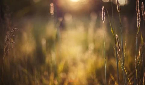 Summer background Stock Photos