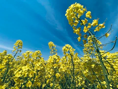 Summer Background Stock Photos