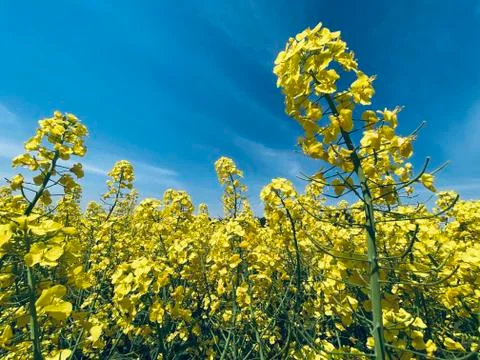 Summer Background Stock Photos