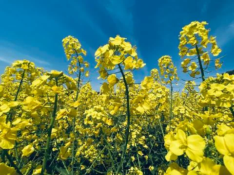 Summer Background Stock Photos