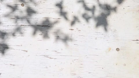 Summer background with plant shadow overlay on vintage wooden wall texture. Aest Vídeos de archivo 335145208
