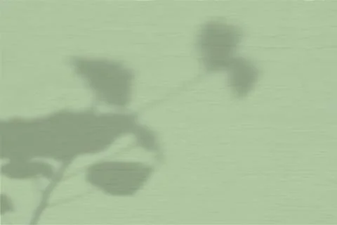 Summer background of plant shadows. The shadow of geranium on a green wall Illustrazione stock