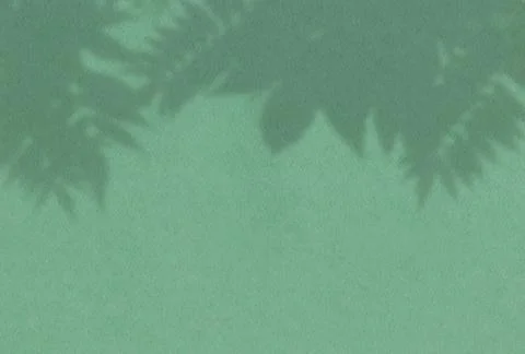 Summer background of plant shadows. Shadow from the leaves of a Rowan branch  Illustrazione stock