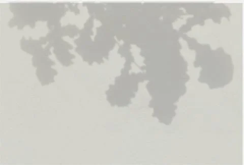 Summer background of plant shadows. Shadow of oak leaves on a gray wall. Whit Stock Illustration