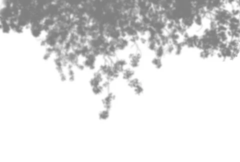Summer background of plant shadows. Shadow of tree leaves on a white wall. Wh Stock-Illustration