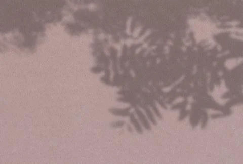 Summer background of plant shadows. Shadow of tree leaves on a pink wall. Whi Stock Illustration