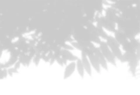 Summer background of plant shadows. Shadow from the leaves of a Rowan branch on Stock Illustration
