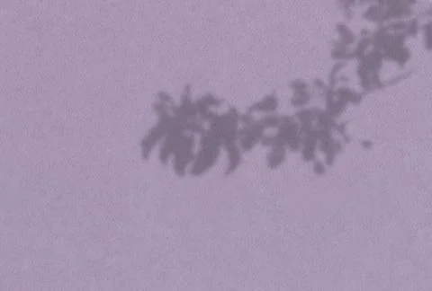 Summer background of plant shadows. Shadow of tree leaves on a lilac wall. Wh Stock Illustration