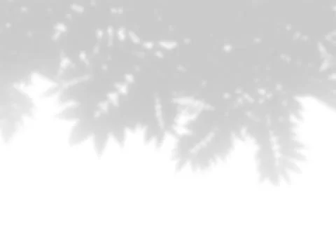 Summer background of plant shadows. Shadow from the leaves of a Rowan branch  Stock Illustration