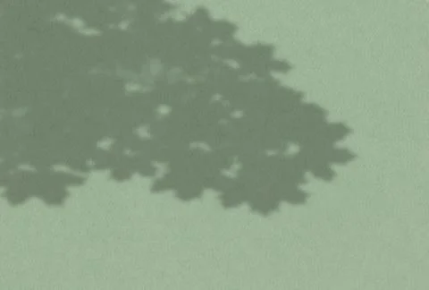 Summer background of plant shadows. Shadow of tree leaves on a green wall. Wh Stock Illustration