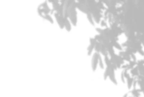 Summer background of plant shadows. Shadow of tree leaves on a white wall. Wh 스톡 일러스트