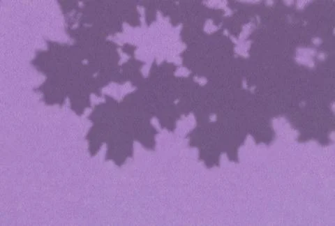 Summer background of plant shadows. Shadow of tree leaves on a lilac wall. Wh Stock Illustration