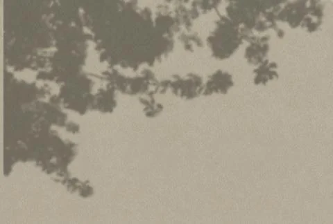 Summer background of plant shadows. Shadow of tree leaves on a white wall. White 스톡 일러스트