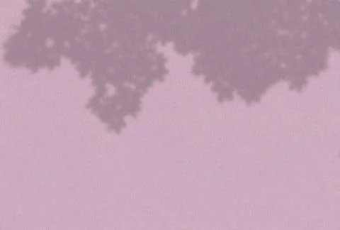 Summer background of plant shadows. Shadow of tree leaves on a lilac wall. White Stock Illustration