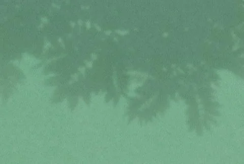 Summer background of plant shadows. Shadow from the leaves of a Rowan branch  Stock Illustration