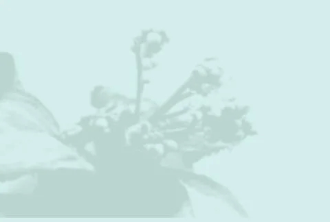 Summer background of plant shadows. Shadow of an exotic plant on a blue wall Illustrazione stock