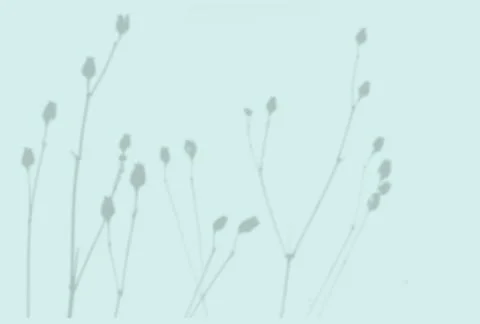 Summer background of plant shadows. Shadow of an exotic plant on a blue wall Illustrazione stock