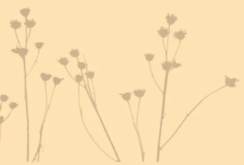 Summer background of plant shadows. Shadow of an exotic plant on a beige wall Stock Illustration
