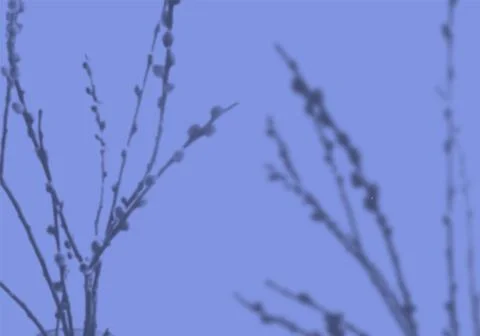 Summer background of plant shadows. Shadow from the branches of a budding willow Stock Illustration