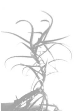 Summer background of plant shadows. The shadow of the aloe twigs on the white Stock Photos