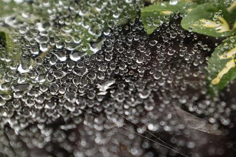 Summer background: raindrops on the web, close-up Stock Photos