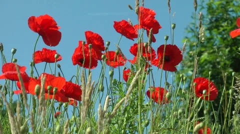 Summer background with red poppies on a background of blue sky. Stock Footage 65743331