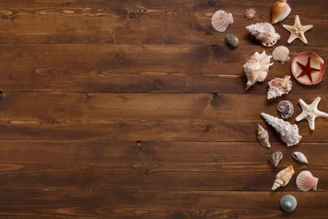 Summer background with sea shells. Stock Photos