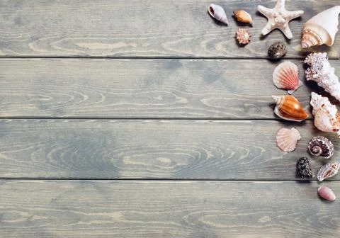 Summer background with sea shells. Stock Photos