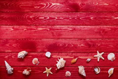 Summer background with sea shells. Stock Photos