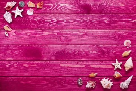 Summer background with sea shells. Stock Photos