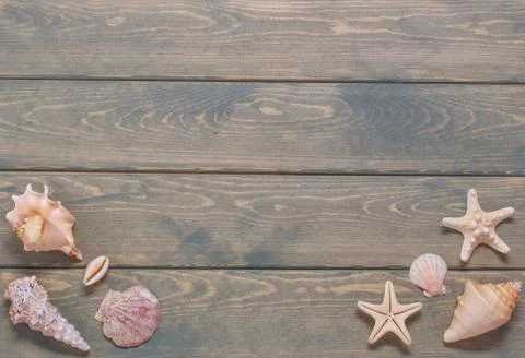 Summer background with sea shells. Stock Photos