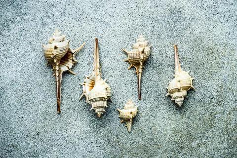Summer background with sea shells Stock Photos