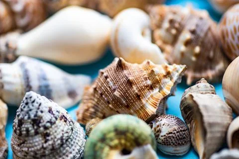 Summer background with sea shells Foto stock