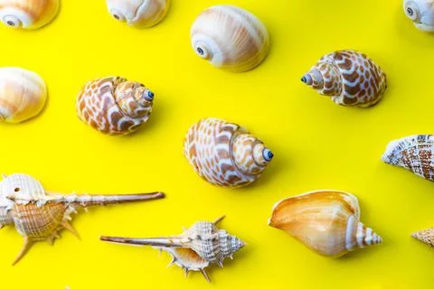 Summer background with sea shells 스톡 사진