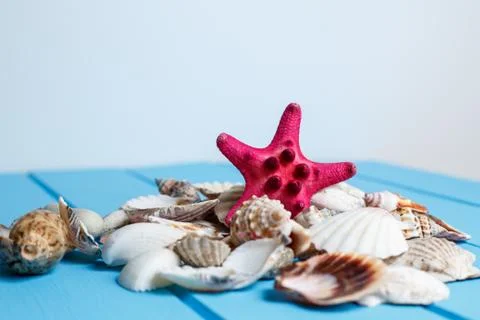 Summer background , Seashells on blue wooden background Stock Photos