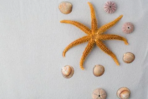 Summer background. seashells border on sand Stock Photos