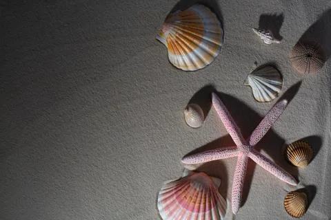 Summer background. seashells border on sand Stock Photos