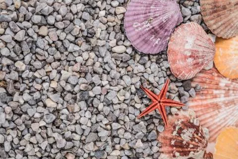 Summer background with seashells Stock Photos