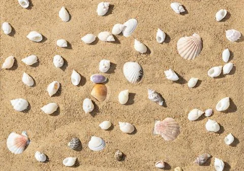 Summer background with seashells on the sand. Seashells on sandy beach  Stock Photos