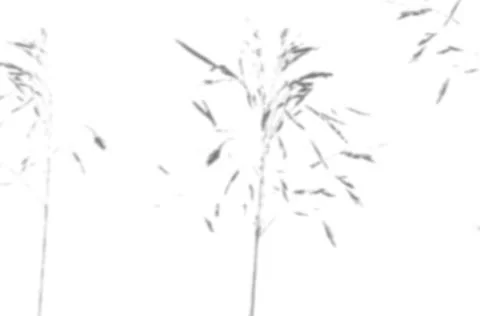 Summer background from the shadow of a sprig of field grass on a white wall Stock Illustration