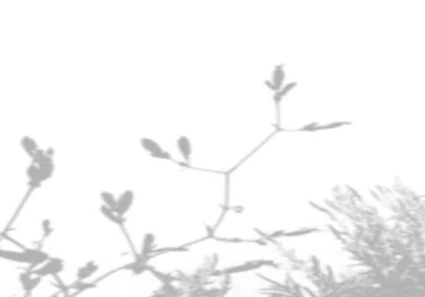 Summer background from the shadow of a sprig of field grass on a white wall Stock Illustration