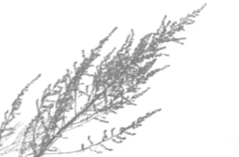 Summer background from the shadow of a sprig of field grass on a white wall Stock Illustration