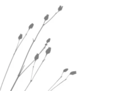 Summer background from the shadow of a sprig of field grass on a white wall Stock Illustration