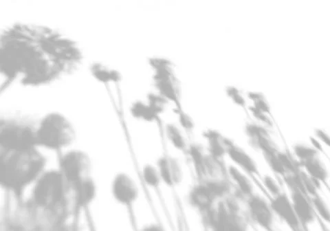 Summer background from the shadow of a sprig of field grass on a white wall Stock Illustration