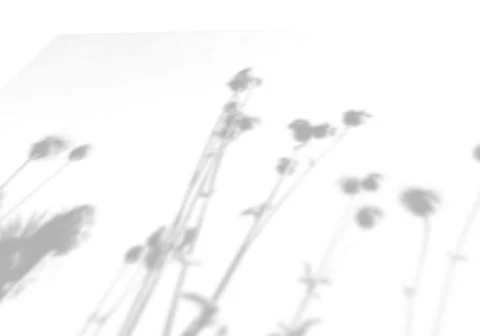 Summer background from the shadow of a sprig of field grass on a white wall Stock Illustration