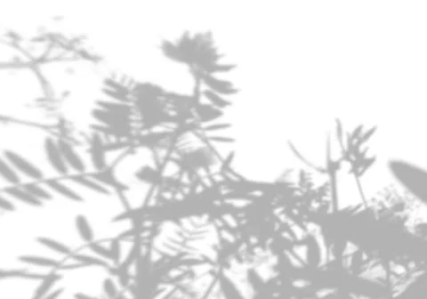 Summer background from the shadow of a sprig of field grass on a white wall Stock Illustration